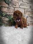 Pudel Toy Red Brown PIESEK- GENETYKA