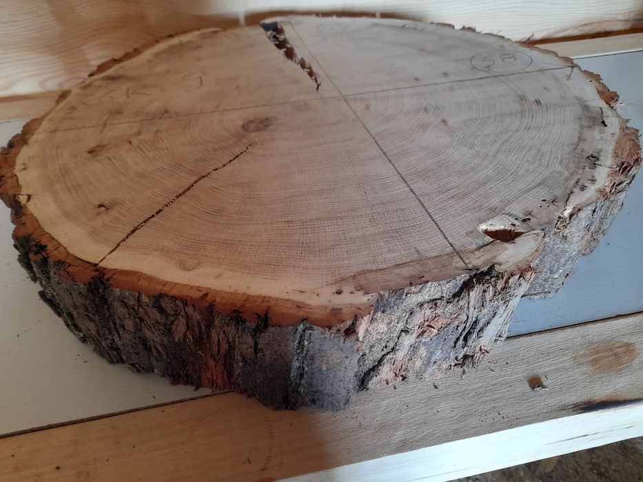 Plaster drewna. Dąb 58cm.