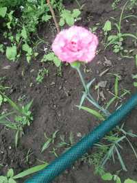 Гвоздика садова рожева