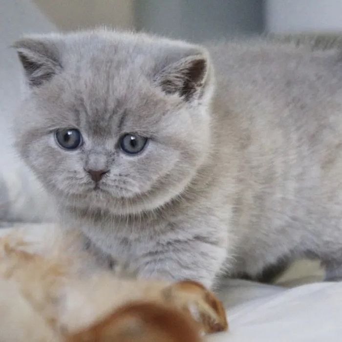 Дівчинка  Брітанска  Лілова 5міс