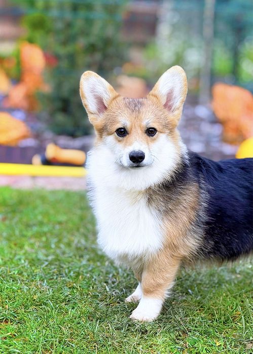 Вельш корги пемброк