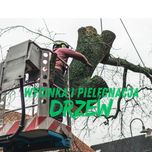 Wycinka i pielęgnacja drzew – podnośnik i metody alpinistyczne