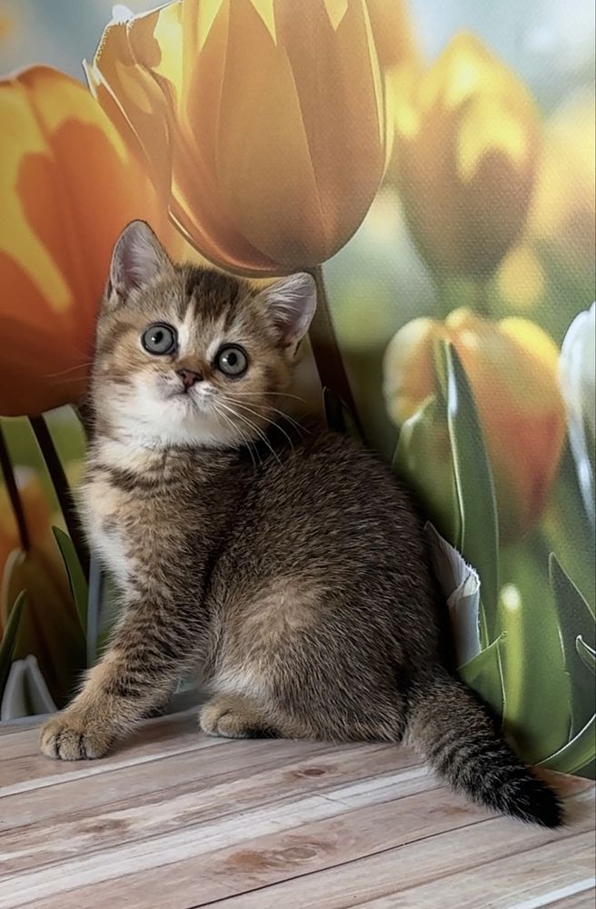 Котик тикированный золотой британец котята