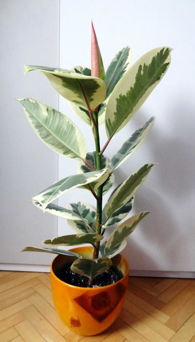 Figowiec sprężysty Variegata, wys. 78 cm