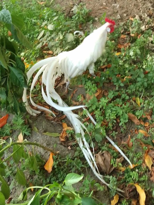 Fênix garnizos raça pura