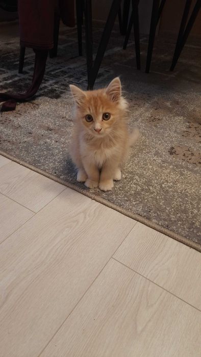 Котик в добрі руки