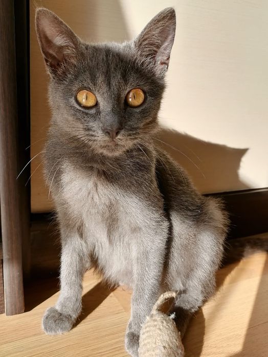 Кошеня шукає родину