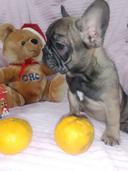 Щенки французики