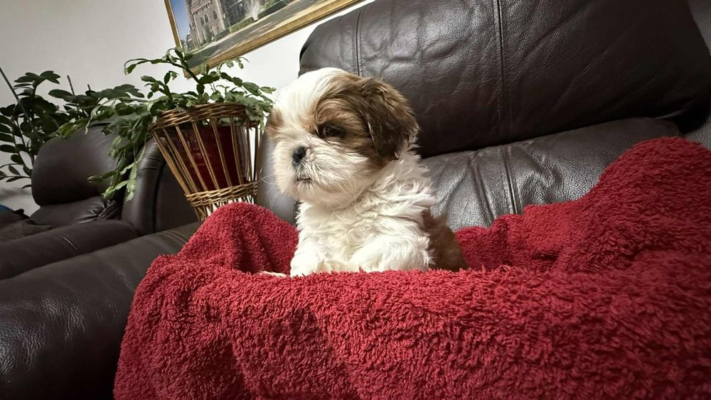 Suczka shih tzu z rodowodem