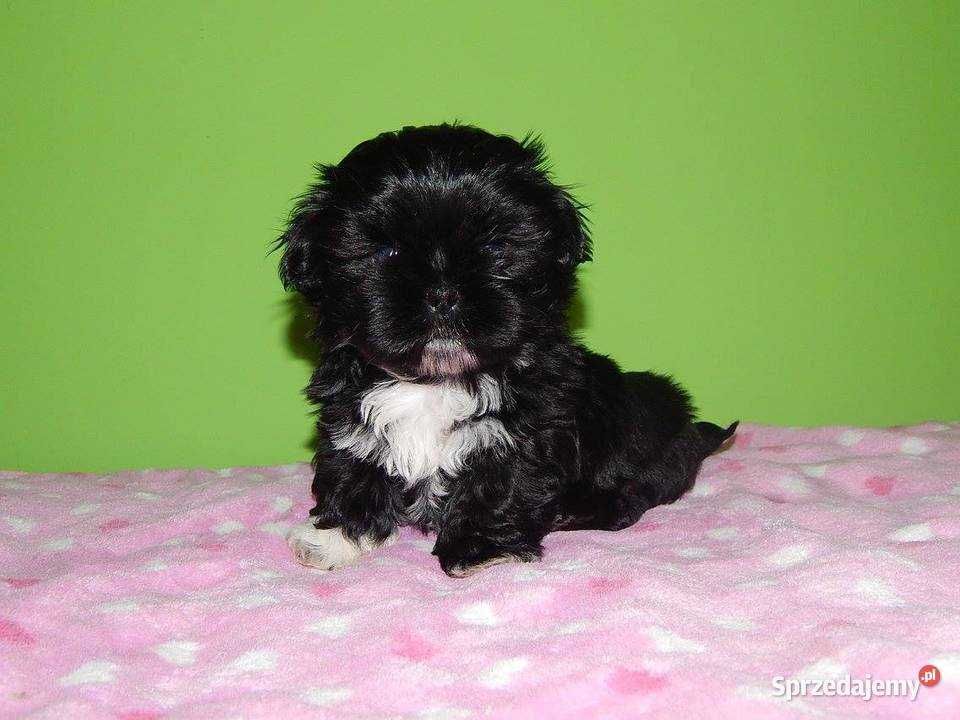 *** Shih Tzu Prześliczne Czarne Maluszki Wielkości Yorka ***