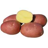 Картопля белла росса