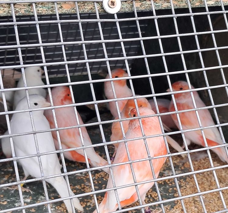 Kanarki Mozaika czerwony i Białe