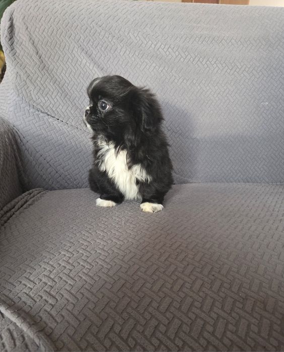 Pekińczyk pekińczyk