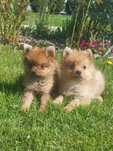 Szpic Miniaturowy,  Boo , Pomeranian