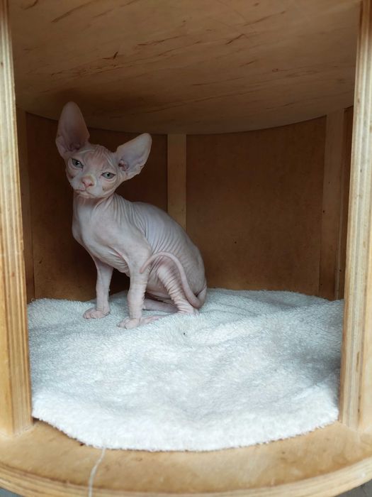 Gatinho   Sphynx