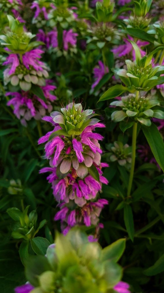 Monarda citriodora, Монарда лимонная семена, однолетник
