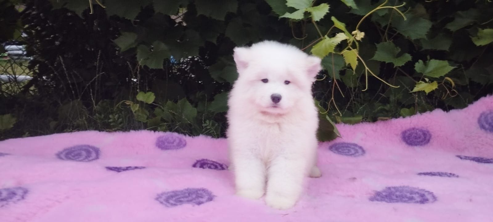 Samoyed Fci samojed FCI Chłopiec
