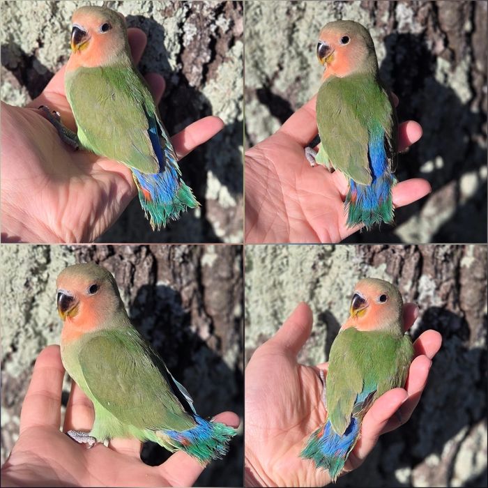 Agapórnis Domesticados