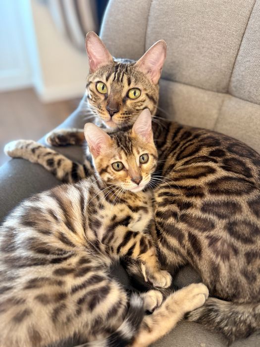 Бенгальські кошенята