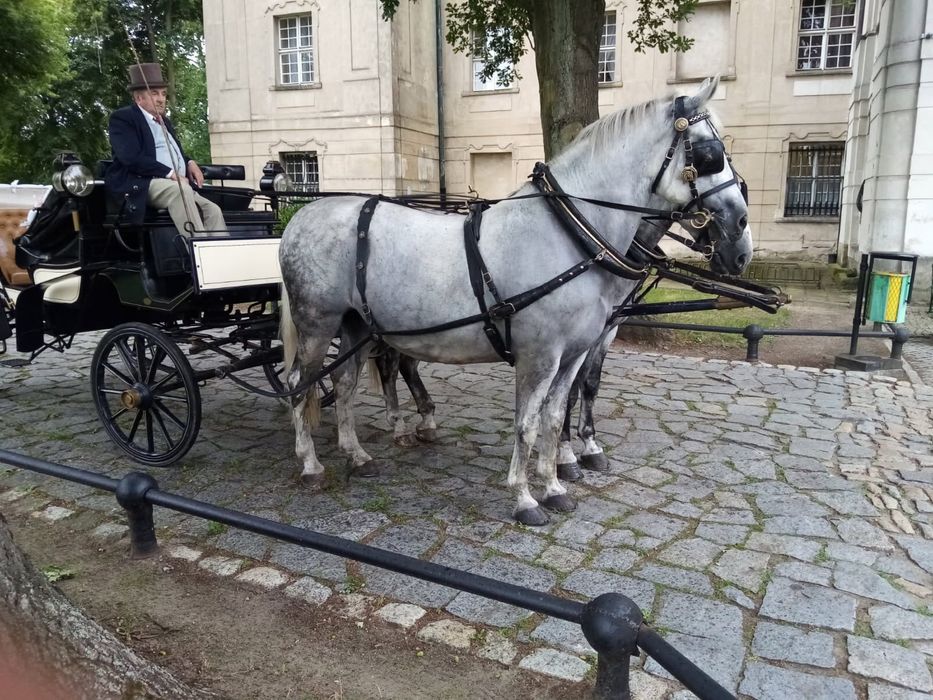 Klacz kobyla slaska 13 lat brzyczka