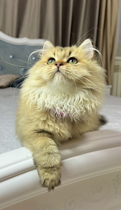 Британська золота шиншилла