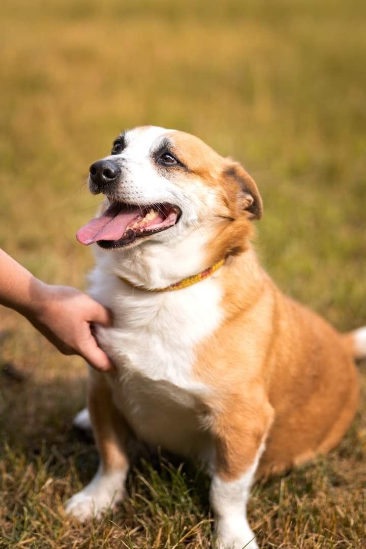 Mały, podłużny rudy psiak szuka Domku! Adoptuj"