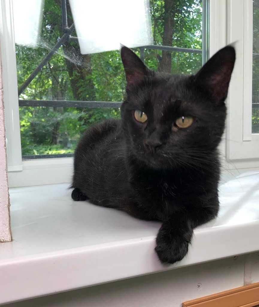 Молоденькая кошечка Черника КРАСИВАЯ, игривая, ей около 2 лет.