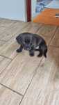 Piesek do adopcji