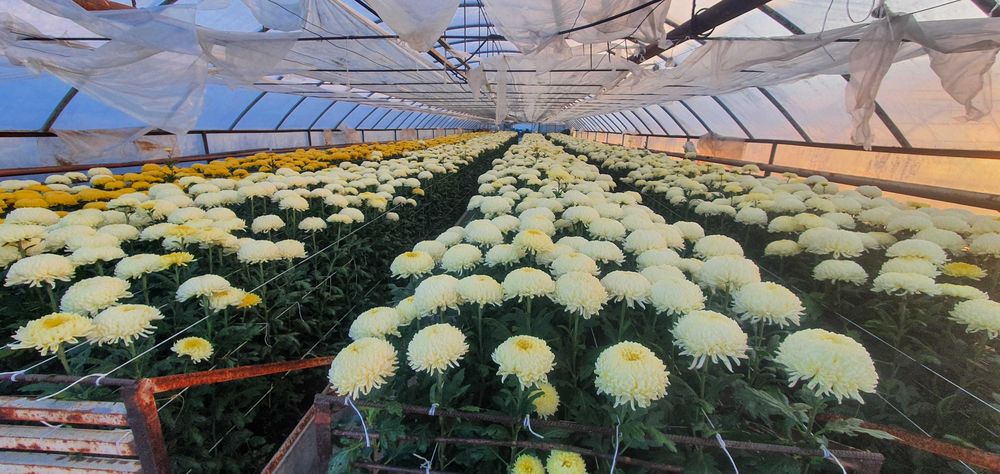 Chryzantemy cięte Cremist i doniczkowe drobnokwiatowe!!!