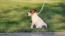 Piesek Jack Russell Terrier ZKwP FCI/badania genet.