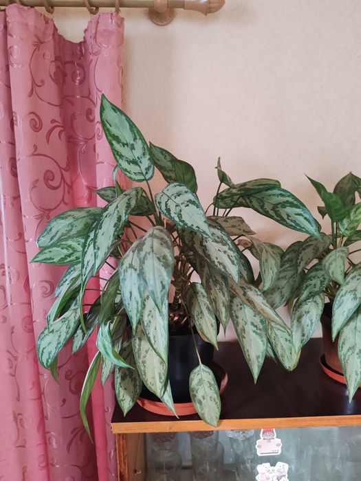 Аглаонема домашні квіти