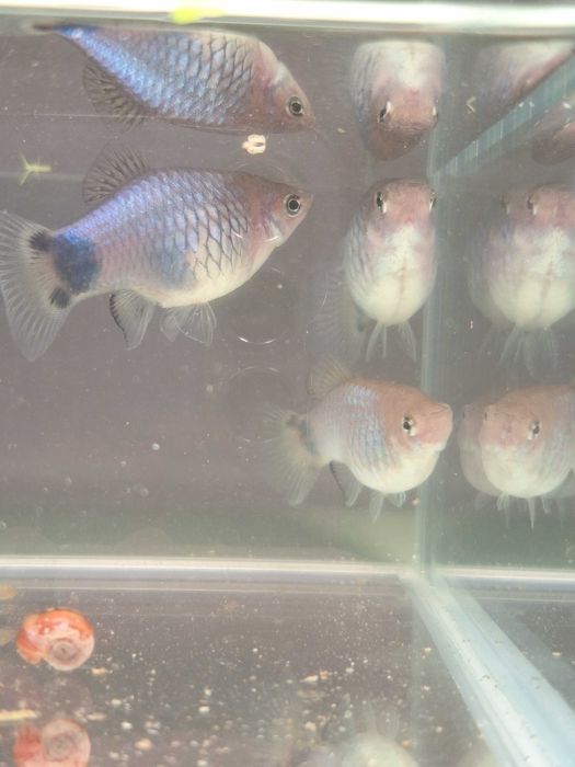 Platki Mickey Mouse Blau