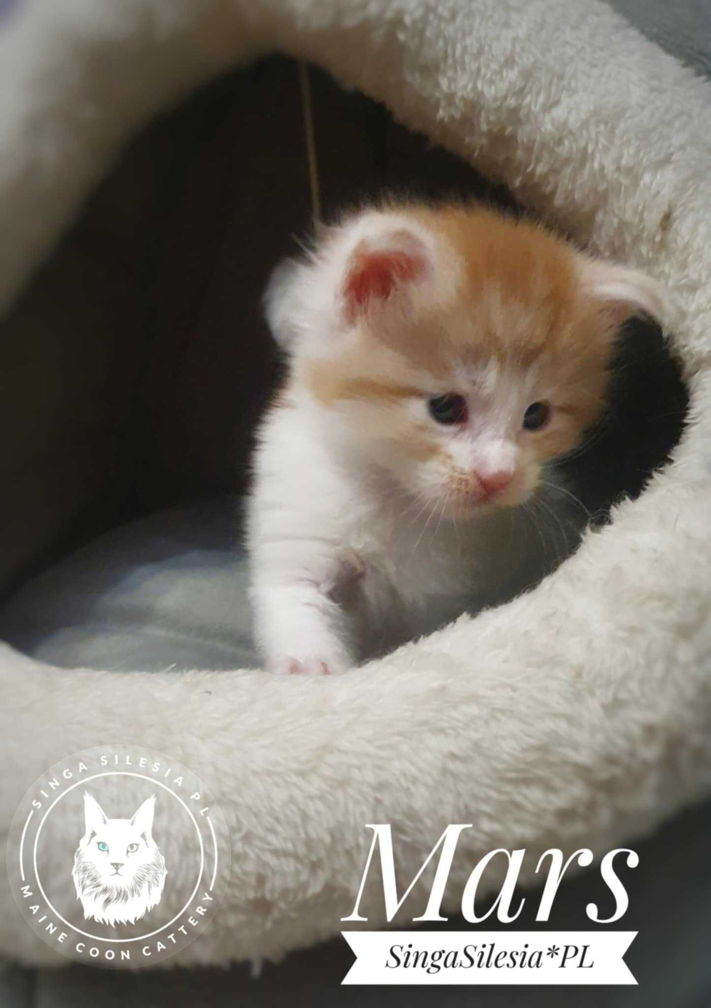 Srebrzysty rudy pręgowany z bielą Mars, kocurek Maine Coon