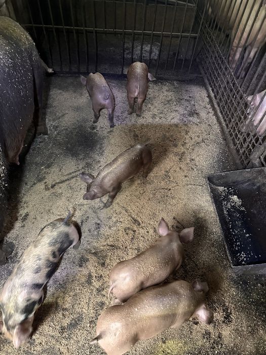 Продам поросят мясної породи