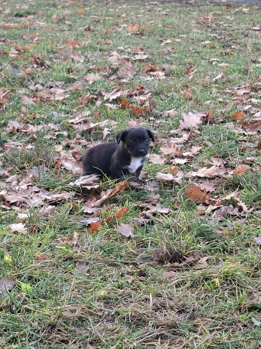 Oddam pieski w dobre ręce :)