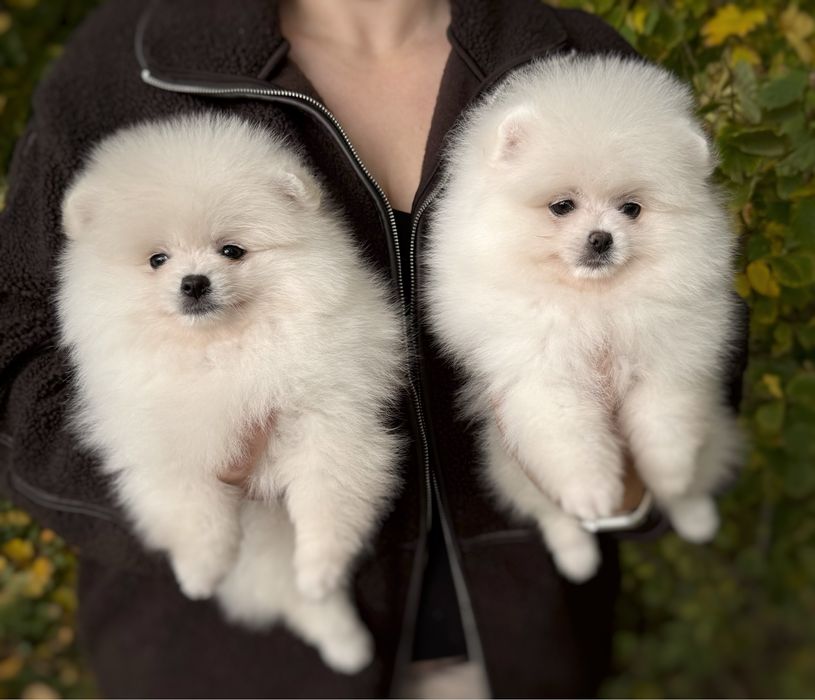 Pomeranian Szpic Miniaturowy Pomeranian Suczka Zkwp FCI