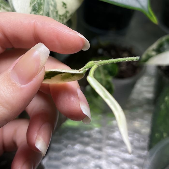 hoya lyi prism хойя