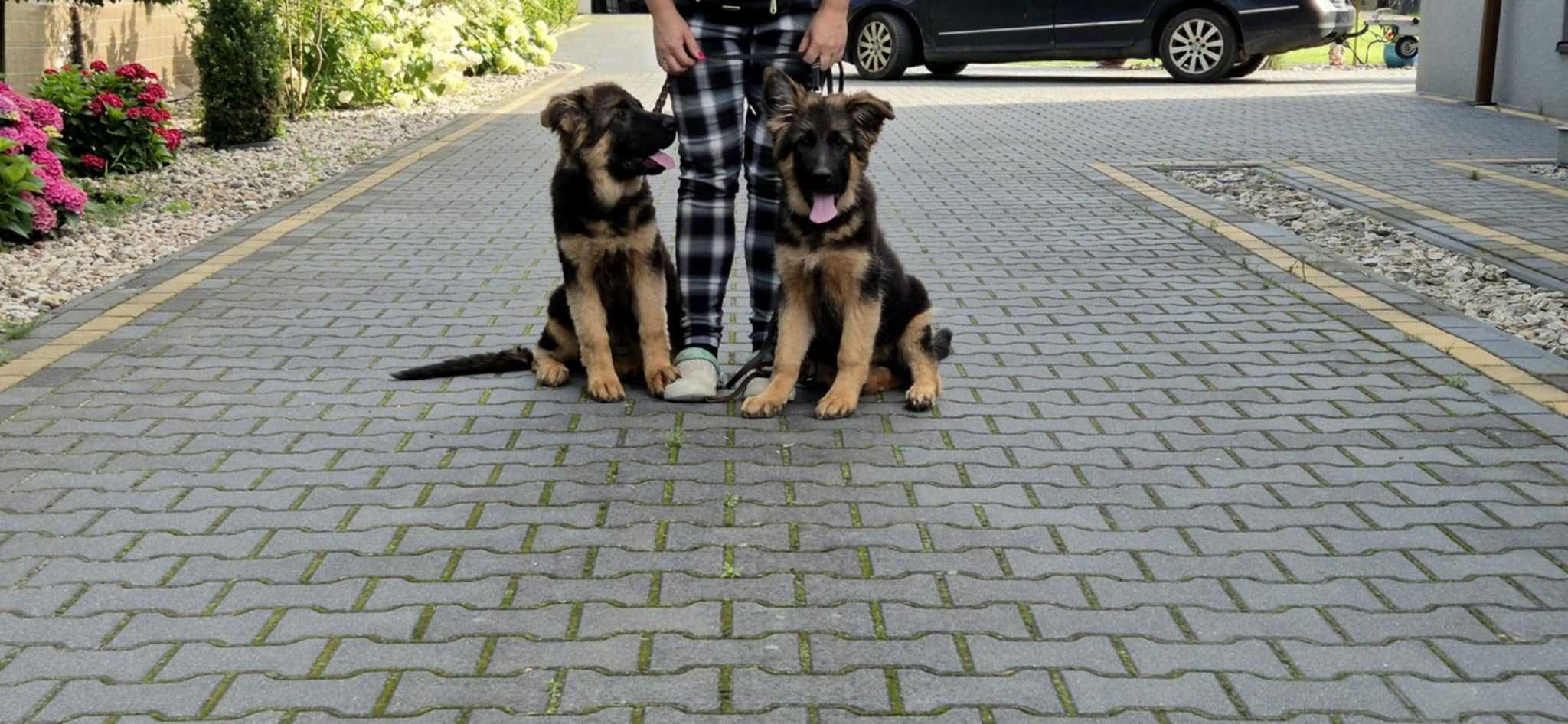 Owczarek Niemiecki Długowłosy