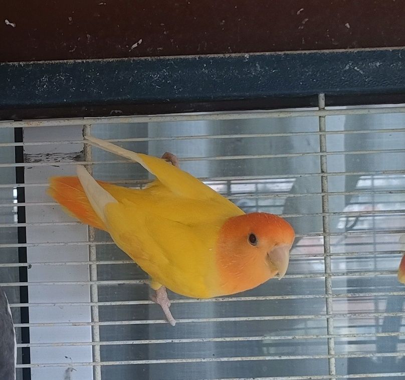 Casal Rosicolis Amarelo Laranja