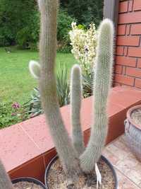 Kaktus Cleistocactus tarijensis 130cm 4 pędy