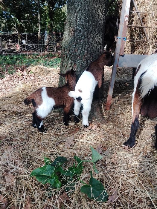 Cabras anãs disponíveis com