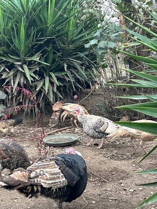 Para venda peruas deste ano