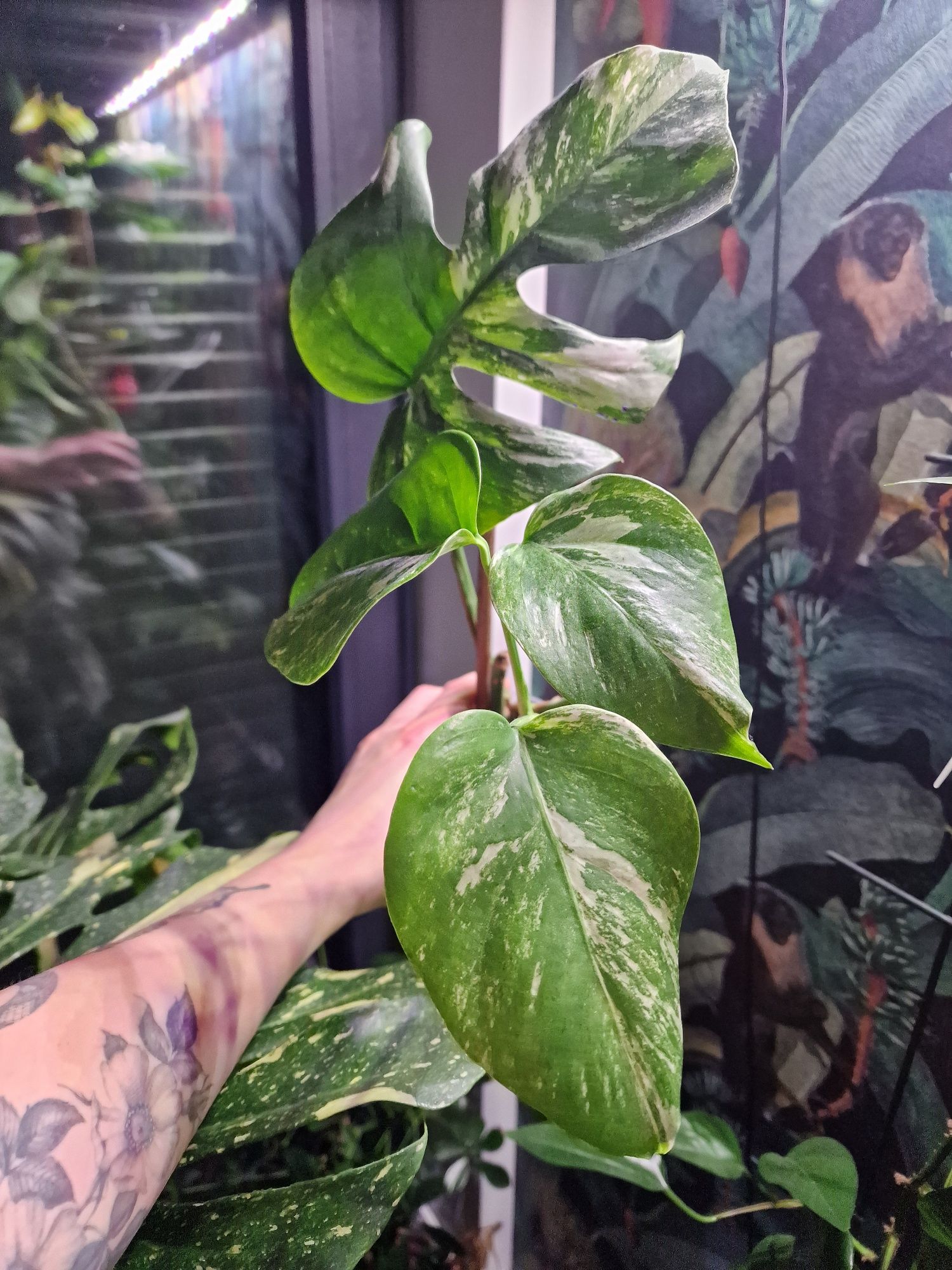 Monstera variegata