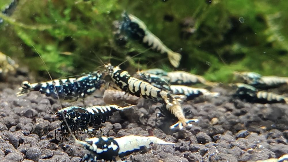 Krewetki Galaxy Black Caridina