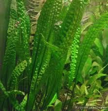 Растения аквариумные живые