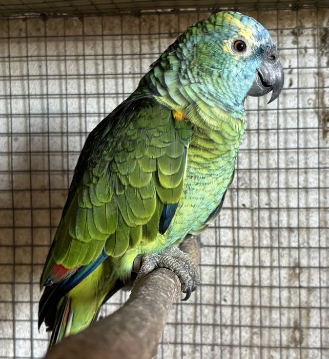 Amazonas Aestiva Femea