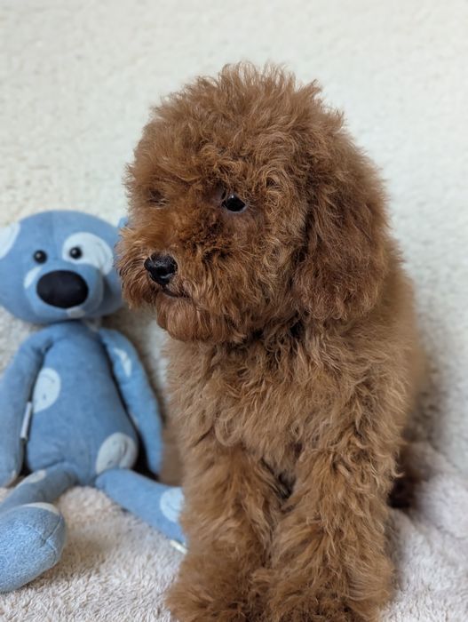 Хлопчик той, бюджетно, Київ.