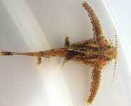 Sumik kotwicowy (hara jerdoni)