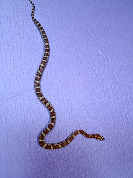 Wąż zbożowy młody