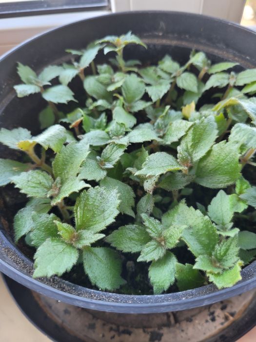 Рослини ахіменеса вирощені з надлишків різом Недорого Висилаю НП УП